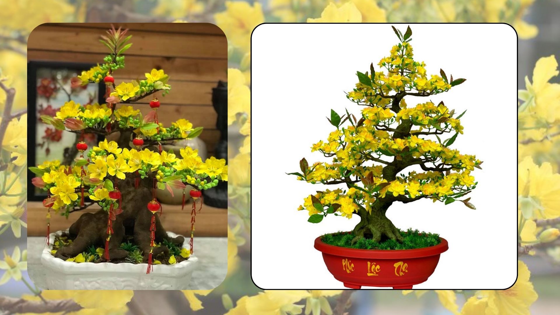 Cách Trồng Hoa Mai Bạn Nên Biết